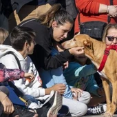 14 perros del 23º Desfile AUPA-BIOPARC tendrán una feliz Navidad en su nuevo hogar 14 perros del 23º Desfile AUPA-BIOPARC tendrán una feliz Navidad en su nuevo hogar