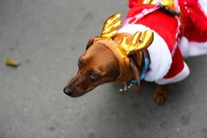 El abandono de mascotas se reduce un 15% este año en la región El abandono de mascotas se reduce un 15% este año en la región