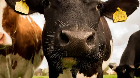 Imagen de una vaca frisona Imagen de una vaca frisona
