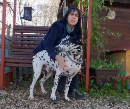 Adopta en JELO: el dálmata Amedei busca una familia nueva por Navidad Adopta en JELO: el dálmata Amedei busca una familia nueva por Navidad