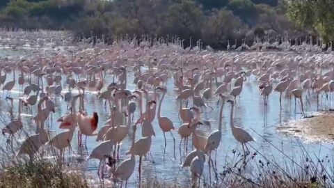 Miles de flamencos en los arrozales de la albufera