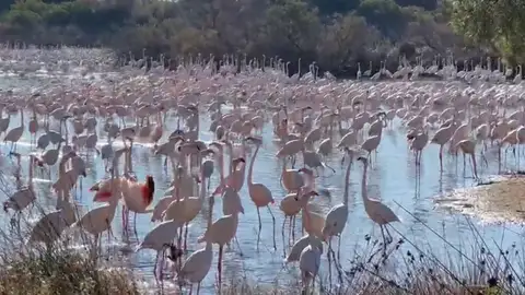 Miles de flamencos en los arrozales de la albufera Miles de flamencos en los arrozales de la albufera