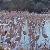 Miles de flamencos en los arrozales de la albufera