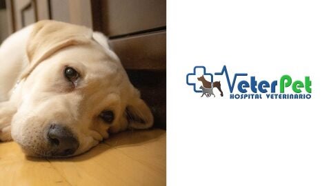 'Tu mascota en la onda', patrocinado por VETERPET, Cl&iacute;nicas Veterinarias