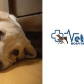 'Tu mascota en la onda', patrocinado por VETERPET, Clínicas Veterinarias