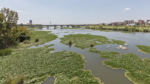 Vox insta a la Confederación del Guadiana a dar solución y explicaciones sobre el estado del río a su paso por Badajoz Vox insta a la Confederación del Guadiana a dar solución y explicaciones sobre el estado del río a su paso por Badajoz