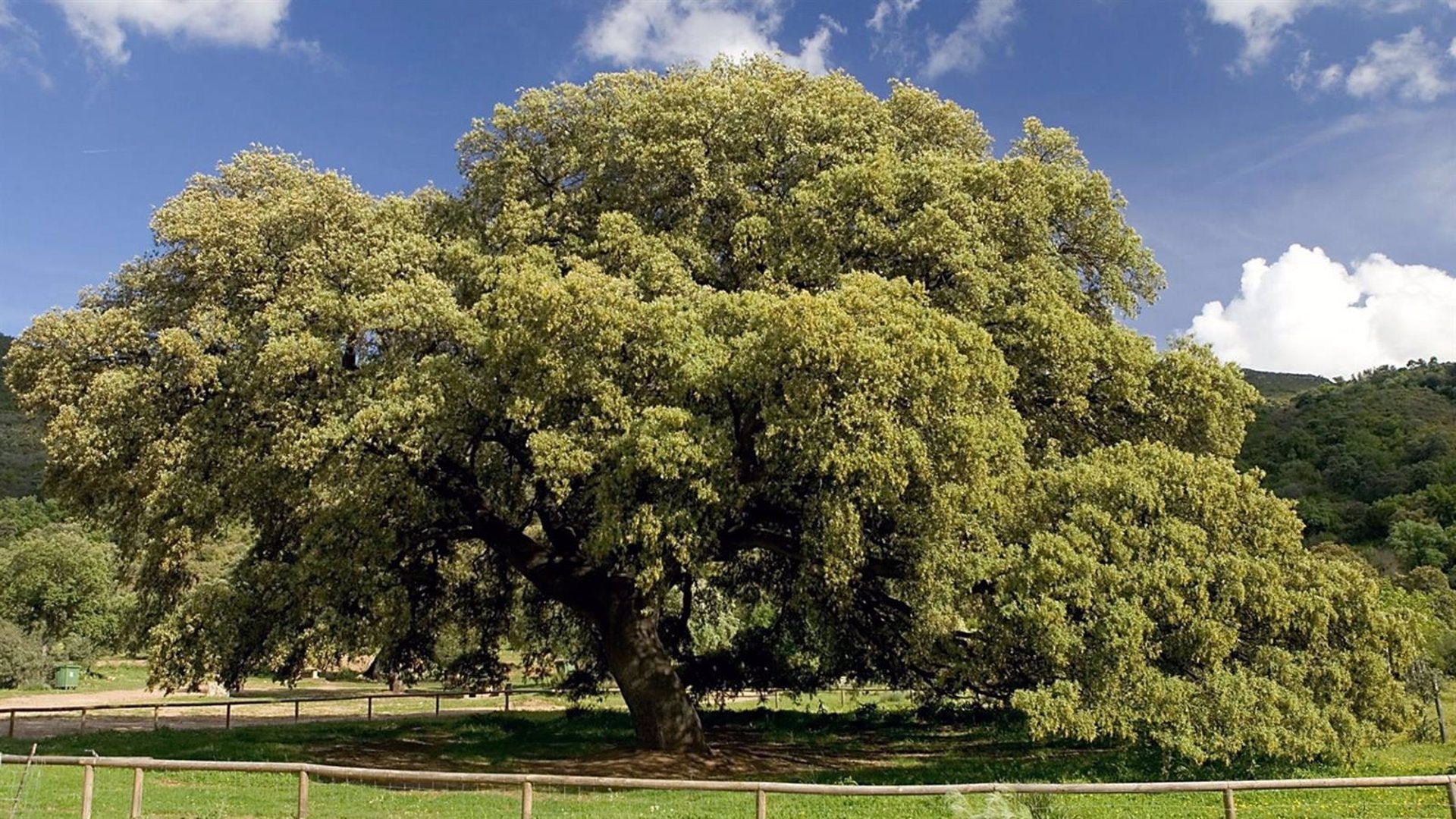 El Chaparro de la Vega de Coripe, una encima de 400 años, el árbol más bonito de España El Chaparro de la Vega de Coripe, una encima de 400 años, el árbol más bonito de España