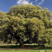 El Chaparro de la Vega de Coripe, una encima de 400 años, el árbol más bonito de España