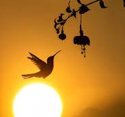 Fotografías donadas Fotografías donadas