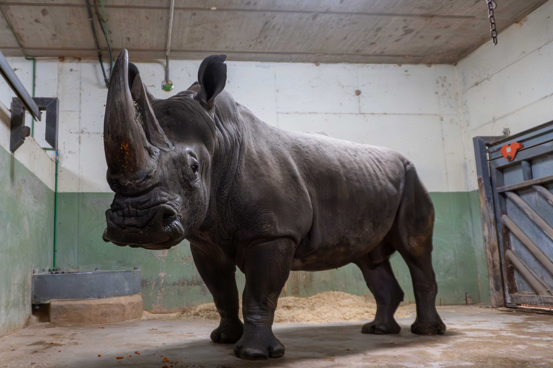 BIOPARC Valencia forma con 4 rinocerontes el grupo más numeroso de España de esta especie amenazada BIOPARC Valencia forma con 4 rinocerontes el grupo más numeroso de España de esta especie amenazada