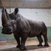 BIOPARC Valencia forma con 4 rinocerontes el grupo más numeroso de España de esta especie amenazada