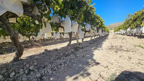 Uva embolsada en viñedos de las comarcas del Vinalopó Uva embolsada en viñedos de las comarcas del Vinalopó
