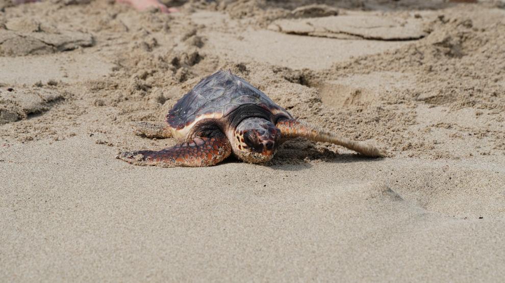 La nidificación por cuarto año de flamencos en las lagunas de Torrevieja deja cifras récord La nidificación por cuarto año de flamencos en las lagunas de Torrevieja deja cifras récord
