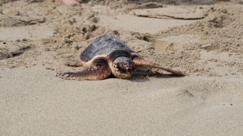Tortugas