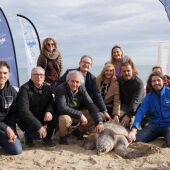 Liberada en Castelló la tortuga número 777 recuperada por L'Oceanogràfic 