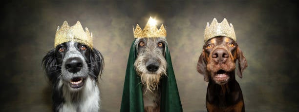 Nuestro perro también puede recibir su regalo de Reyes Nuestro perro también puede recibir su regalo de Reyes