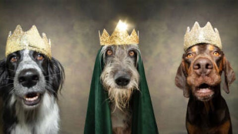 'Tu mascota en la Onda'