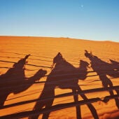 Imagen de archivo de camellos