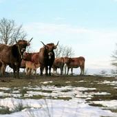 A Xunta fomenta a razas autóctonas galegas A Xunta fomenta a razas autóctonas galegas
