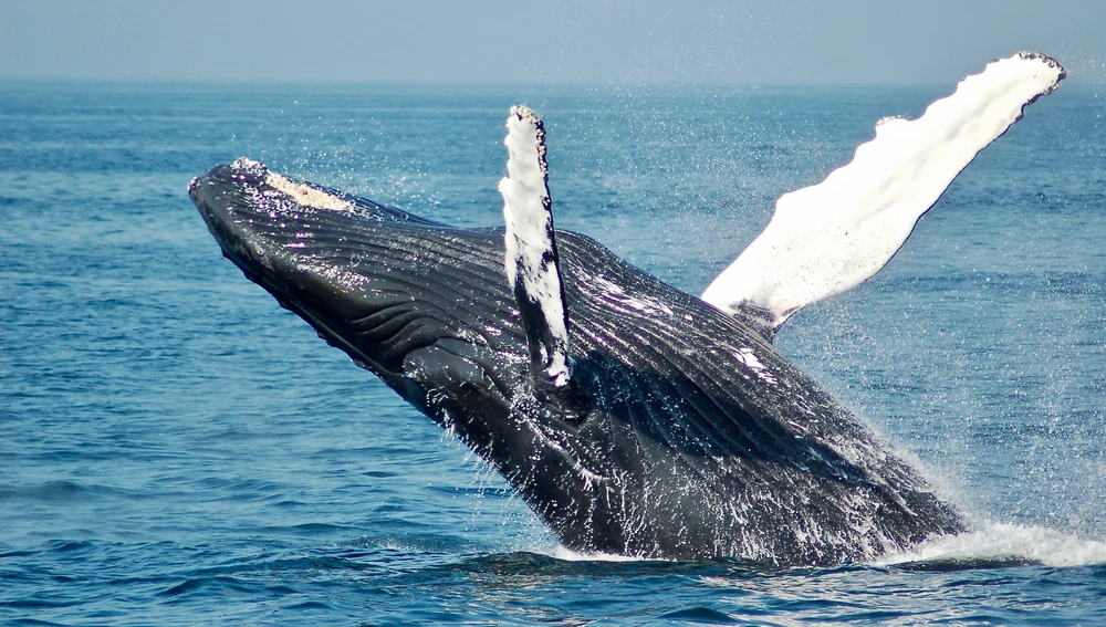 Ballena saltando