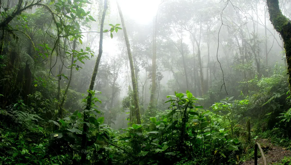 Vegetación selvática en Colombia