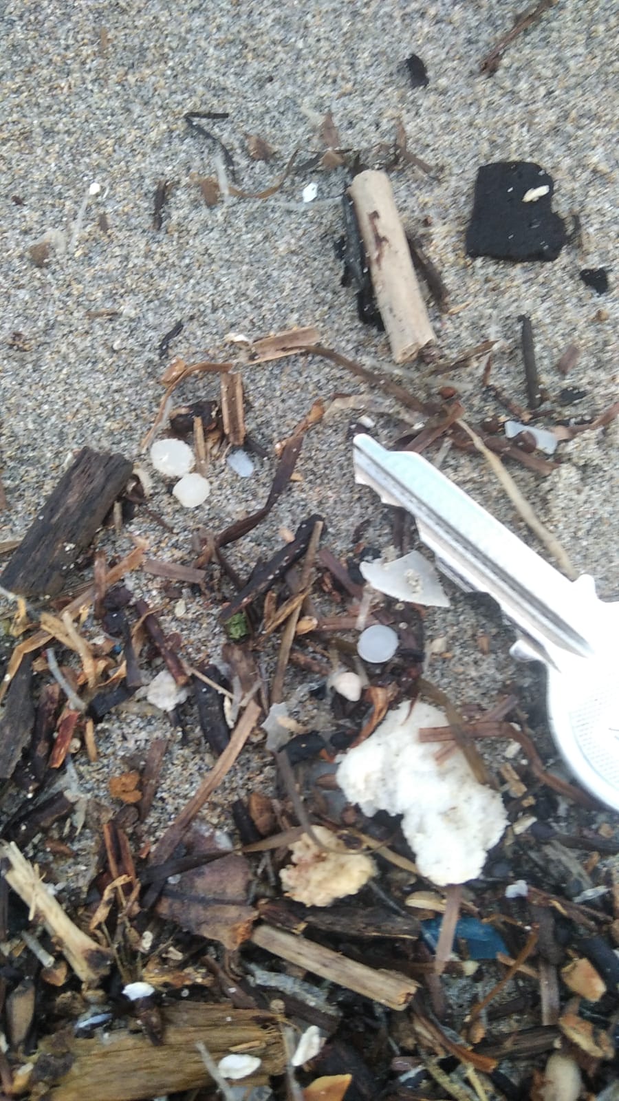 Estrechan la vigilancia en la costa al aparecer un vertido de pélets de plástico en la playa de Bolonia Estrechan la vigilancia en la costa al aparecer un vertido de pélets de plástico en la playa de Bolonia