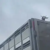 La Guardia Civil de Toledo denuncia a un conductor por llevar una cabra encima de un camión La Guardia Civil de Toledo denuncia a un conductor por llevar una cabra encima de un camión