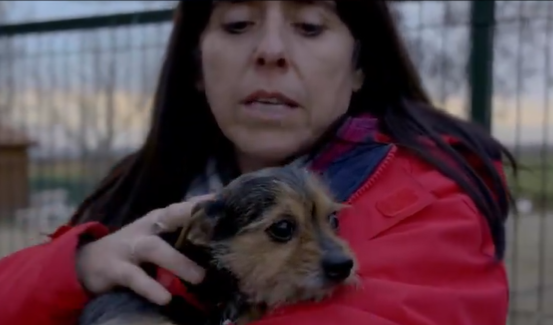 Adopta en JELO: Carajillo ya no quiere ser un "perrito bolso" Adopta en JELO: Carajillo ya no quiere ser un "perrito bolso"