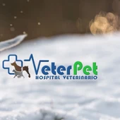 Nuestro adiestrador canino nos habla de cómo identificar y aliviar los síntomas de gripe y resfriado en perros n Nuestro adiestrador canino nos habla de cómo identificar y aliviar los síntomas de gripe y resfriado en perros n