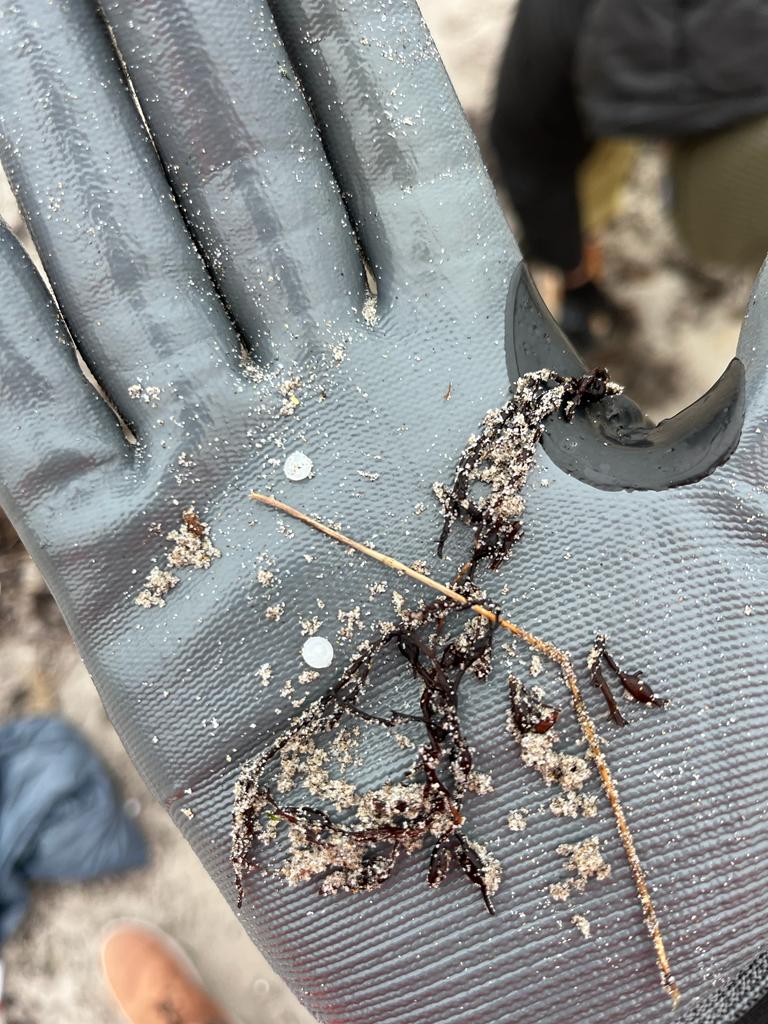 Más de 100 voluntarios limpian de pellets plásticos la playa de Patos. Más de 100 voluntarios limpian de pellets plásticos la playa de Patos.