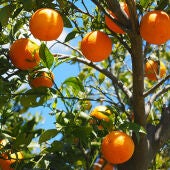 AVA Naranjas