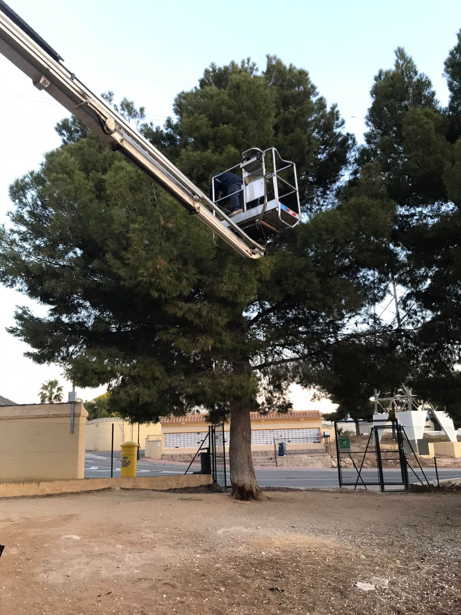 Polop actúa ante la presencia, antes de tiempo, de orugas de procesionaria en sus zonas verdes Polop actúa ante la presencia, antes de tiempo, de orugas de procesionaria en sus zonas verdes