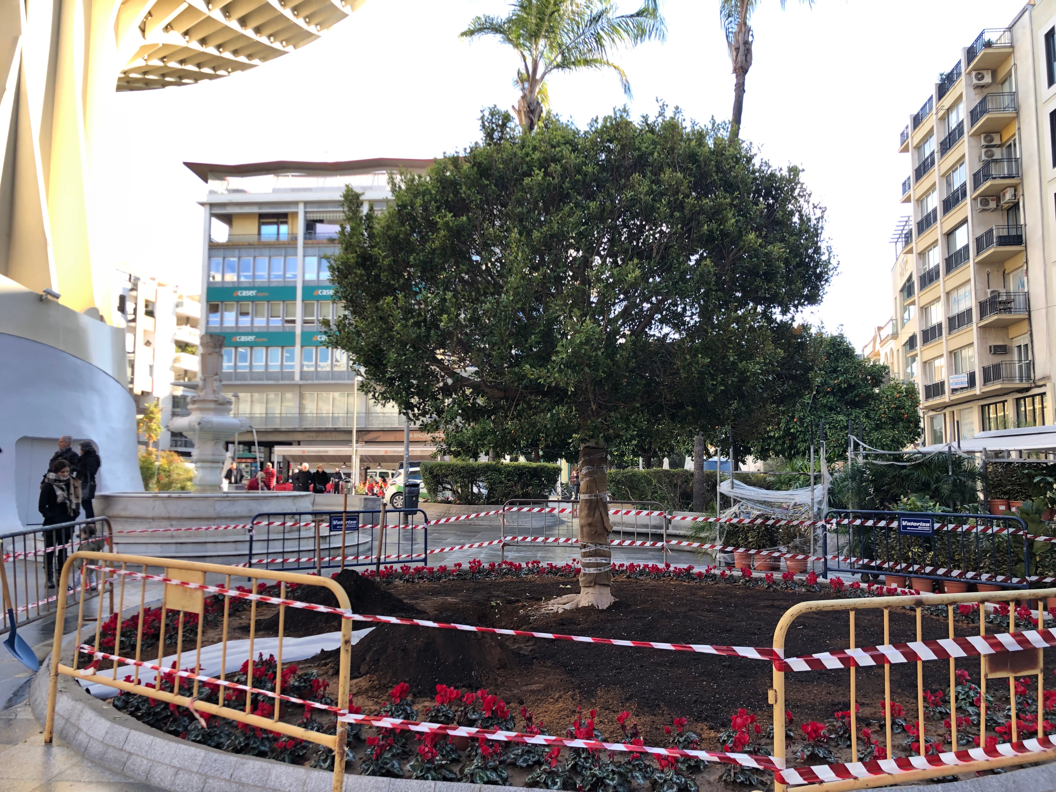 Las Setas recupera el ficus y en 15 años tendrá el tamaño del anterior Las Setas recupera el ficus y en 15 años tendrá el tamaño del anterior
