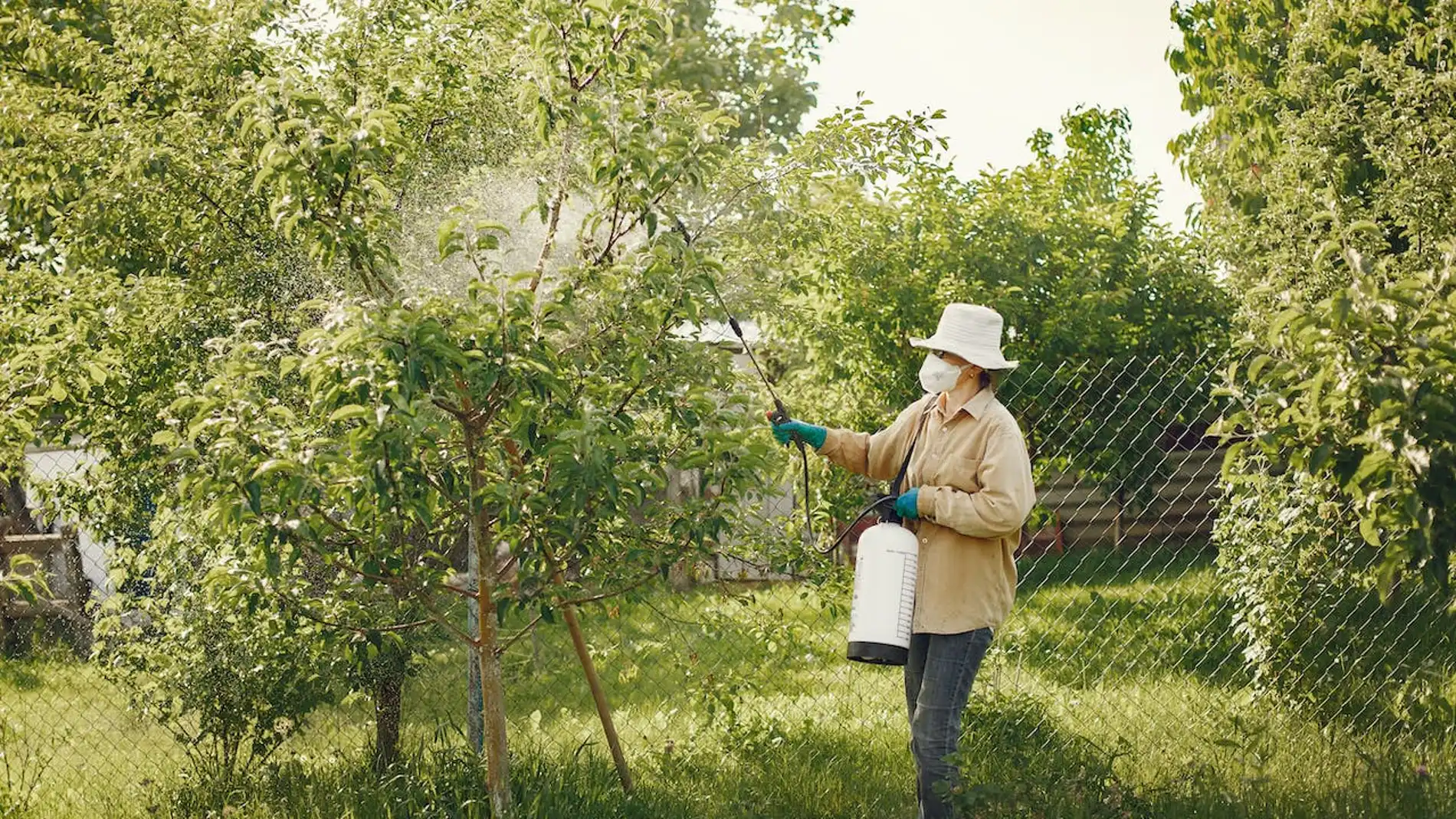 Mujer fumigando unos árboles