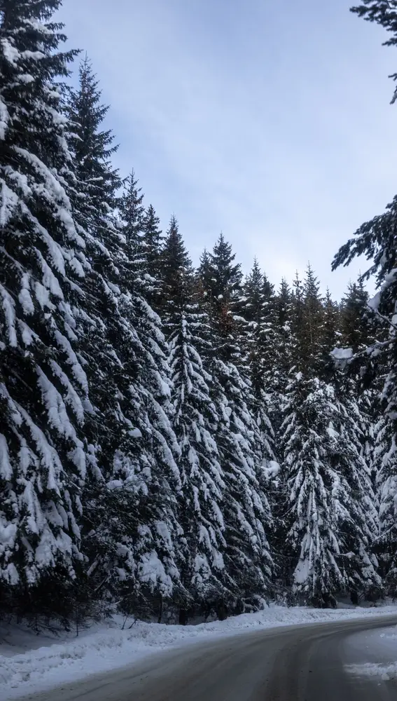 Bosques en Bulgaria