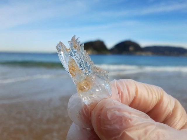 ¿Qué son las salpas? Los organismos transparentes que han aparecido en las playas de Málaga ¿Qué son las salpas? Los organismos transparentes que han aparecido en las playas de Málaga