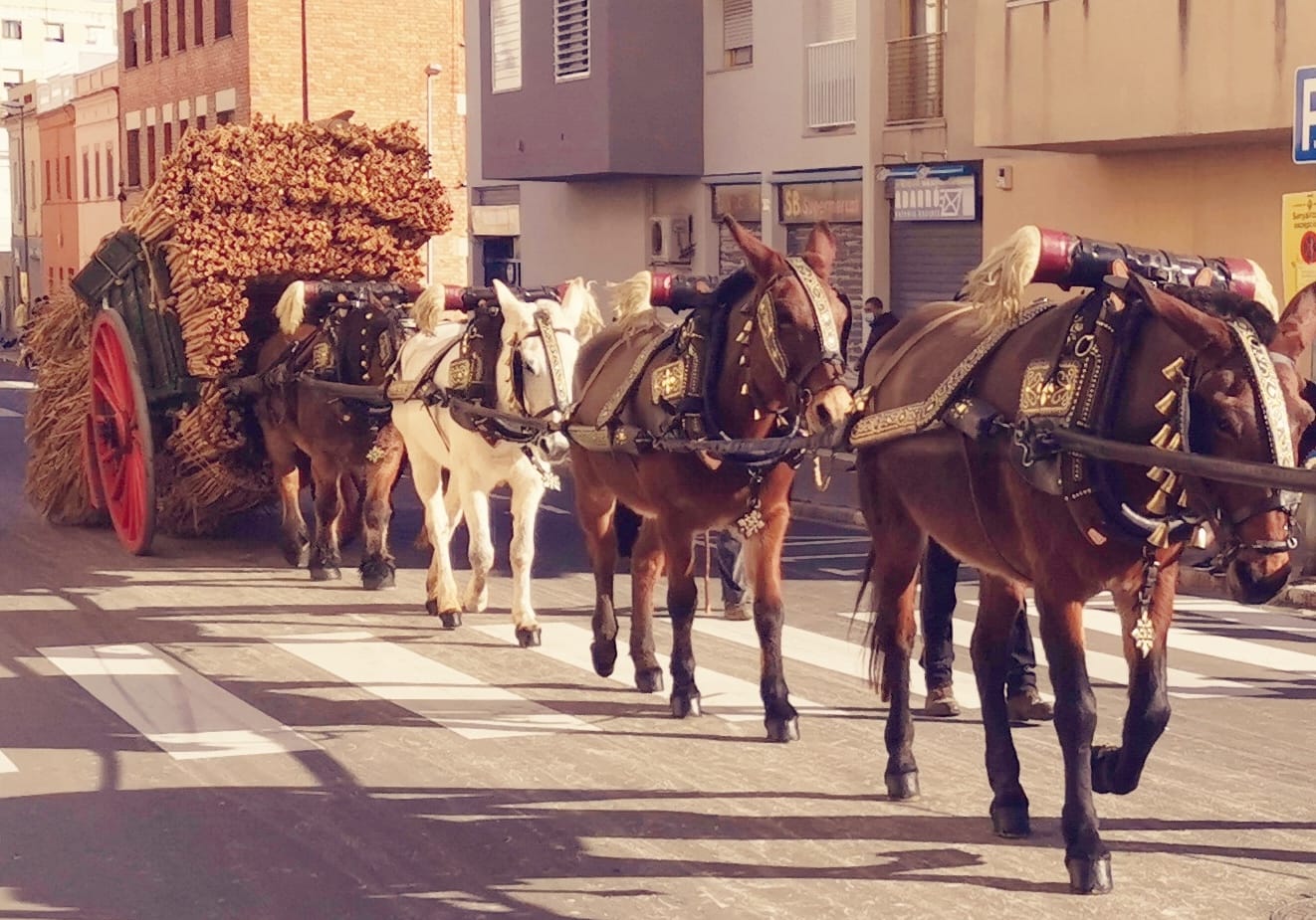 Els Mossos muntats a cavall i a peu tornen a participar a la Festa dels Tres Tombs de Vilanova Els Mossos muntats a cavall i a peu tornen a participar a la Festa dels Tres Tombs de Vilanova