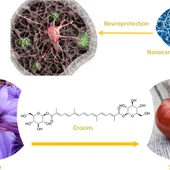 El "Tomafrán", planta con propiedades neuroprotectoras creada por el grupo Bioforce de la UCLM El "Tomafrán", planta con propiedades neuroprotectoras creada por el grupo Bioforce de la UCLM
