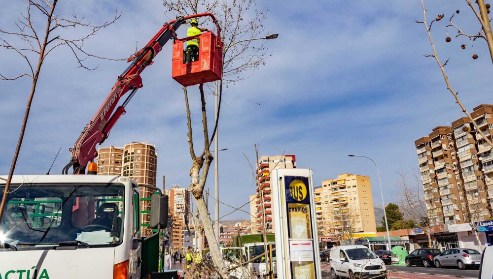 Poda de plataneras en Benidorm