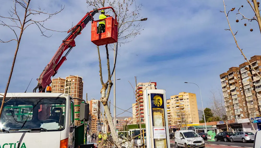 Poda de plataneras en Benidorm Poda de plataneras en Benidorm