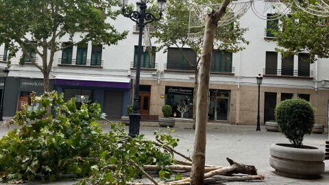 Incidencias por viento en la capital