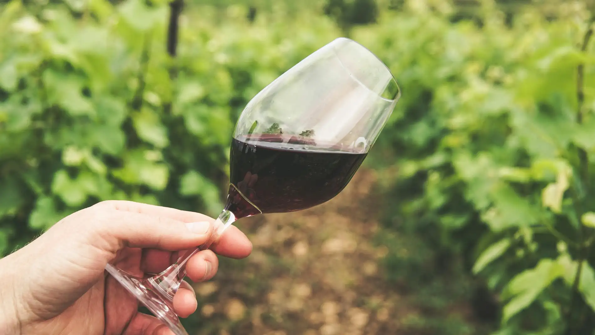 Seis vinos españoles entre los 100 mejores del mundo en relación calidad precio