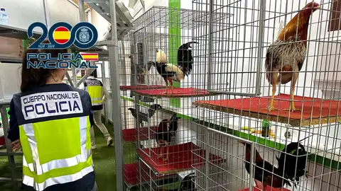 Agente de la Policía Nacional junto a algunos de los gallos que había en el local de Aspe. Agente de la Policía Nacional junto a algunos de los gallos que había en el local de Aspe.