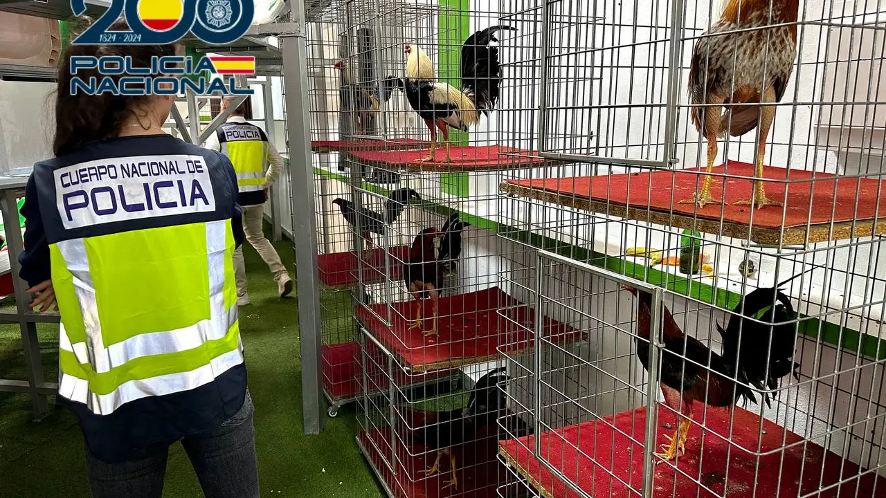 Agente de la Polic&iacute;a Nacional junto a algunos de los gallos que hab&iacute;a en el local de Aspe.