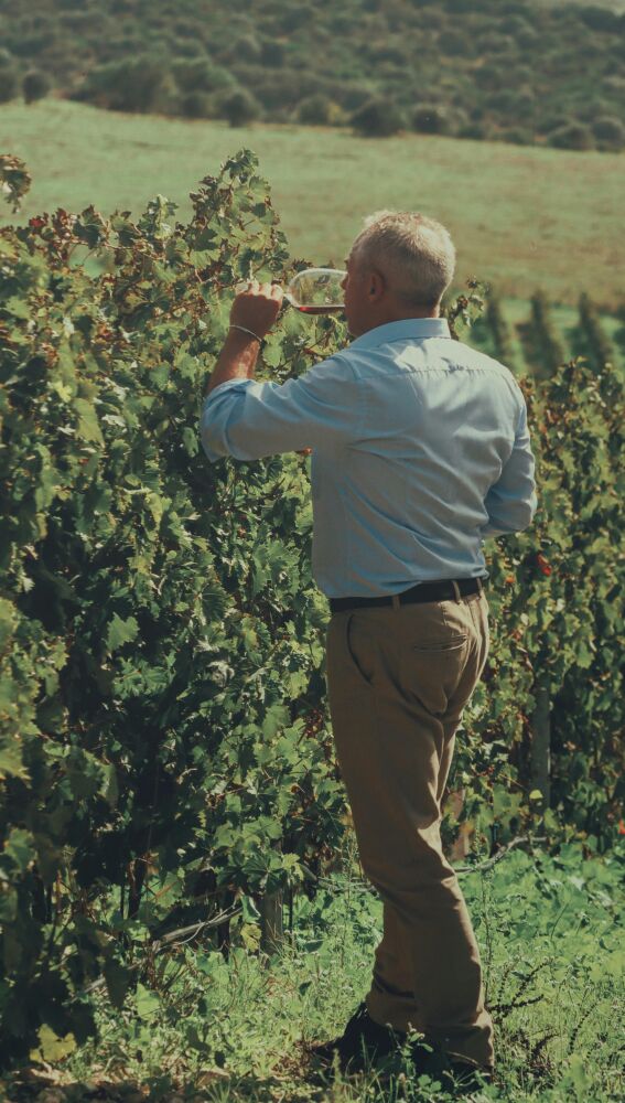 Vinos de Cerdeña