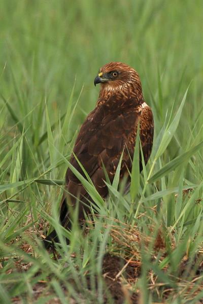 Aumenta la población de aguiluchos laguneros en el Parque del Prat de Cabanes-Torreblanca Aumenta la población de aguiluchos laguneros en el Parque del Prat de Cabanes-Torreblanca