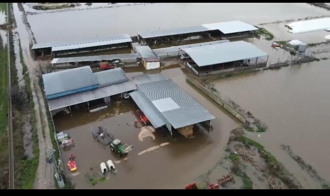 Los ganaderos de la comarca de Talavera evalúan los daños en sus granjas tras las inundaciones Los ganaderos de la comarca de Talavera evalúan los daños en sus granjas tras las inundaciones