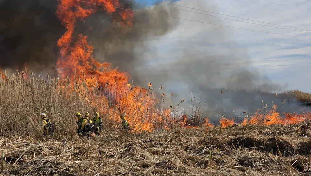 Bomberos durante la quema controlada de carrizal en el parque natural de El Hondo Elche-Crevillent.