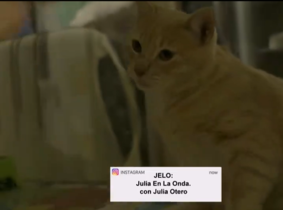 Adopta en JELO: Tobago, el gatito naranja que busca una nueva famillia Adopta en JELO: Tobago, el gatito naranja que busca una nueva famillia