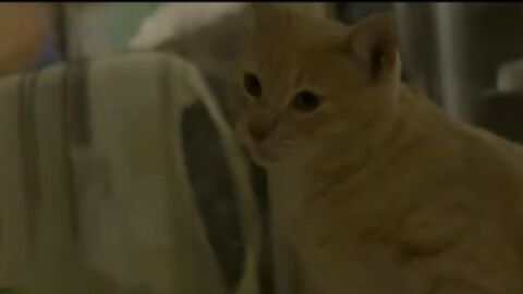 El gato Tobago 